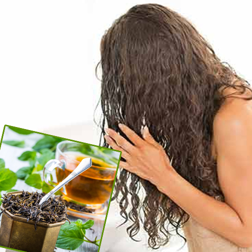 चाय पत्ती लगाने से बालों को मिलते हैं कई फायदे, नहीं होता है हेयर फॉल
