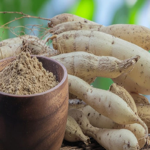 शतावरी: सिर्फ महिलाओं के लिए ही नहीं बल्कि पुरुषों के लिए भी है वरदान