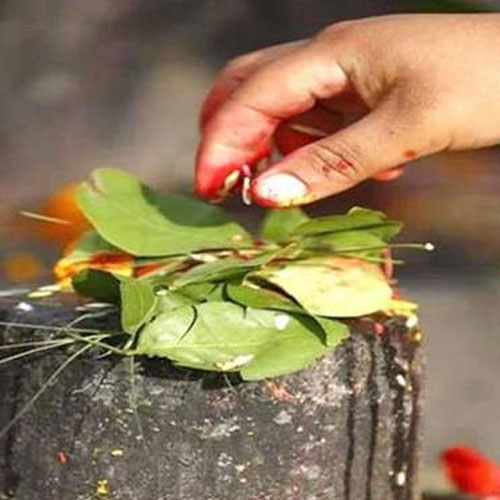 इस शिवरात्रि शिवलिंग पर बेलपत्र चढ़ाने से पहले जाने नियम, पूजा मानी जाती है अधूरी
