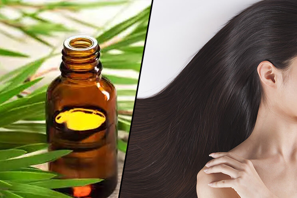 Best Hair Oil: क्या आपने कभी लगाया है मेहंदी का तेल! फायदे जानकर जरूर करेंगी इस्तेमाल
