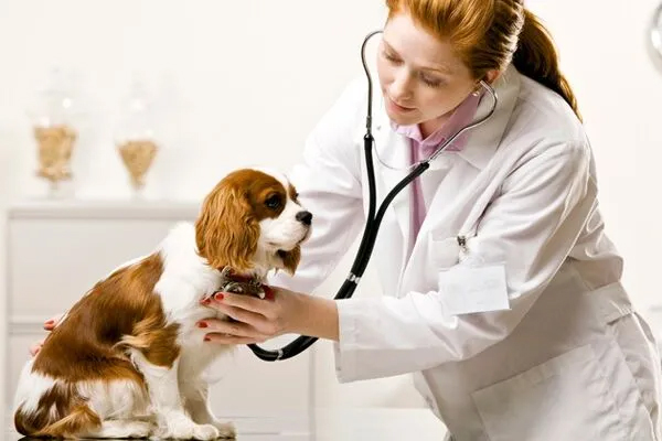Career Tips: जानवरों से है बेहद प्यार, तो इन करियर विकल्पों पर करें विचार