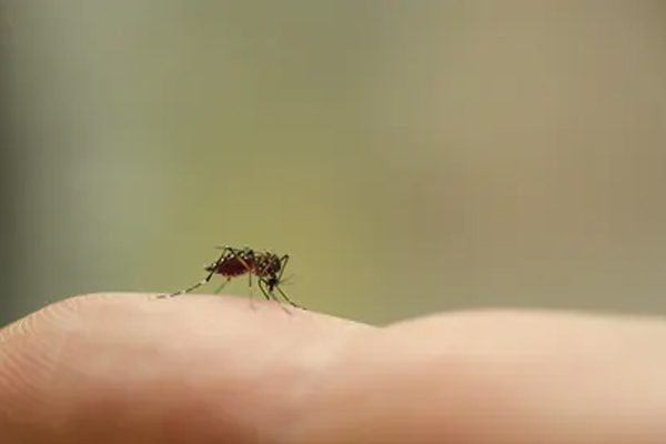 कोविड -19 मच्छरों से इंसानों में नहीं फैल सकता