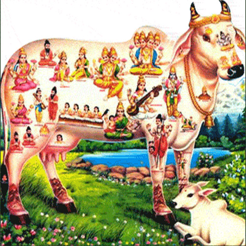 हिंदू धर्म में गाय को पवित्र मानते हैं