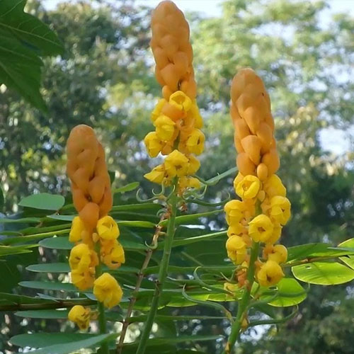 दाद मर्दन पौधा: त्वचा के लिए फायदेमंद है ये फूल, कई हैं इसके फायदे