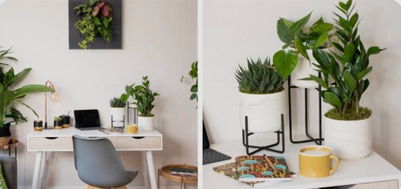 Decoration: डेस्क पर सजेगी हरियाली : इन इंडोर पौधों से ऑफिस के तनाव को कहें अलविदा
