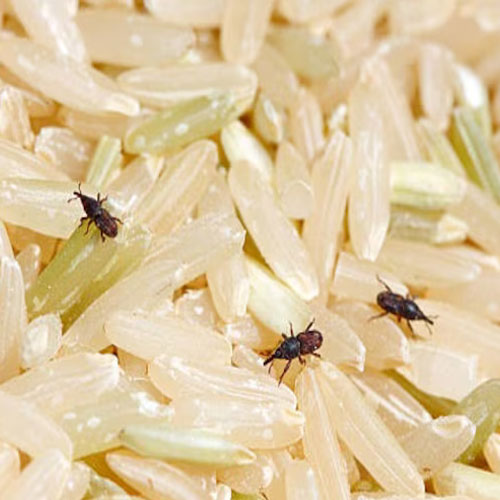 चावल के कीड़े ढूंढने में समय न करें बर्बाद, इस ट्रिक से करें साफ