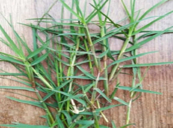 चैत्र नवरात्र में पूजा पाठ के साथ औषधीय गुणों से भरपूर है दूब घास ; जानें उपयोग के लाभ
