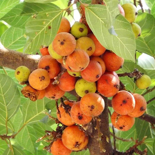 गूलर के हर हिस्से में औषधीय गुण, उम्र बढ़ने की प्रक्रिया को करता है कम