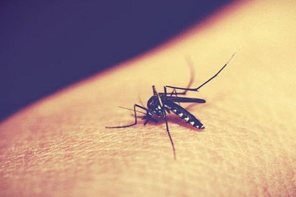 उपचारित मच्छरदानी ही बचाएगी मलेरिया से