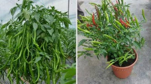Gardening : गमले में उगेगी इतनी हरी मिर्च कि बाजार जाना भूल जाएंगे, अपनाएं यह जादुई तरीका