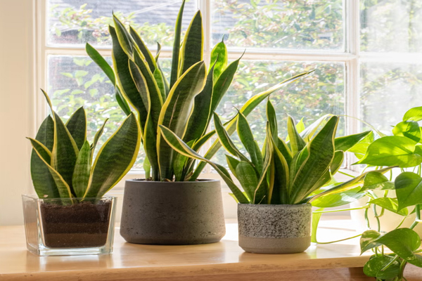 Gardening Tips: घर की खूबसूरती बढ़ाने के लिए लगाया है स्नेक प्लांट, तो इस तरह करें केयर