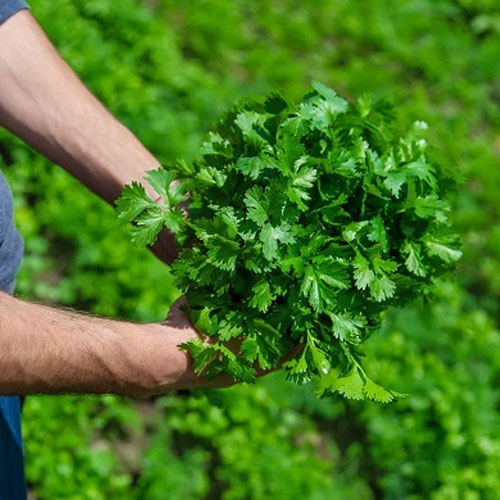 हरा धनिया : स्वाद ही नहीं, सेहत का भी सुपरहीरो, जानिए फायदे