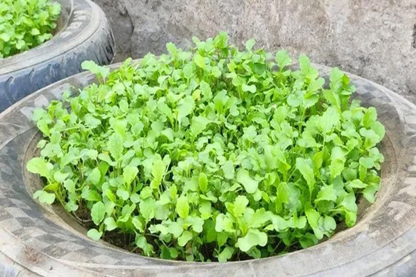 घर पर उगाएं सरसों का खिला-खिला पौधा, इन तरीकों का इस्तेमाल करें