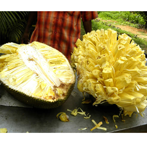 कटहल से सेहत और सौंन्दर्य दोनों पाएं 