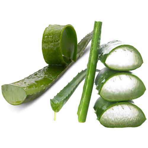 Aloe Vera के अनोखा लाभ, रोगों को करे साफ