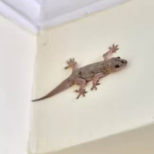 छिपकली को इस तरह करें घर से बाहर, ये है आसान तरीके