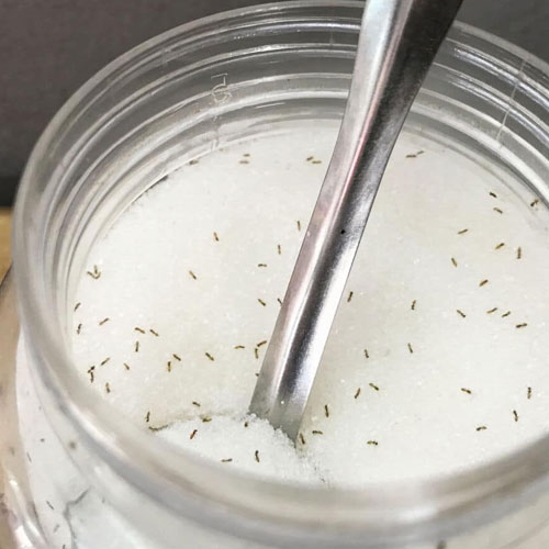 चीनी के डब्बे में बार-बार घुस जाती है चींटी, तो इस तरह निकालें बाहर