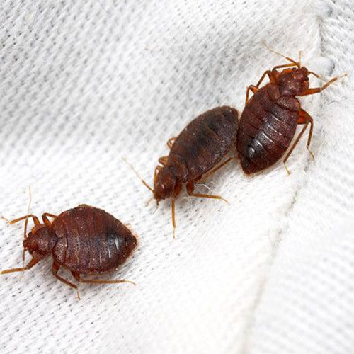 घर में घुस आए हैं खटमल, तो इस तरह करें बाहर