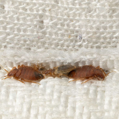 पलंग या सोफे में घुस गए हैं खटमल, तो ऐसे निकालें बाहर