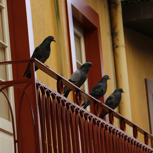 घर की बालकनी में कबूतरों ने बचाया है आतंक, तो इस तरह भगाएं