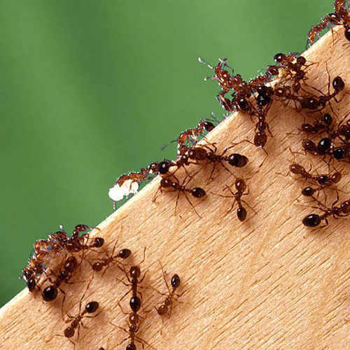 घर में लाल चींटियों ने बना लिया है डेरा, तो इन तरीकों से करें दूर