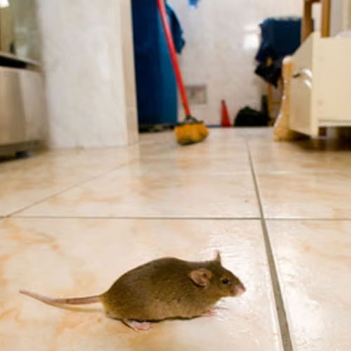 घर में मच गया है चूहों का आतंक, तो इस तरह करें घर से बाहर