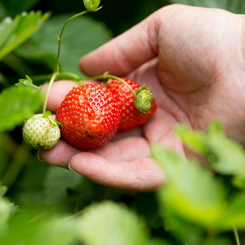 स्ट्रॉबेरी खाना है बहुत पसंद, तो इस तरह करें प्लांटिंग