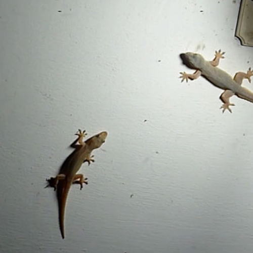 घर की हर दीवार पर नजर आ रही है छिपकली, तो इन तरीकों से तुरंत भगाएं