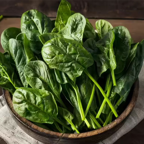 सर्दियों में परिवार वालों को बनाकर खिलाएं पालक की ये डिशेज, चाटते रह जाएंगे उंगलियां