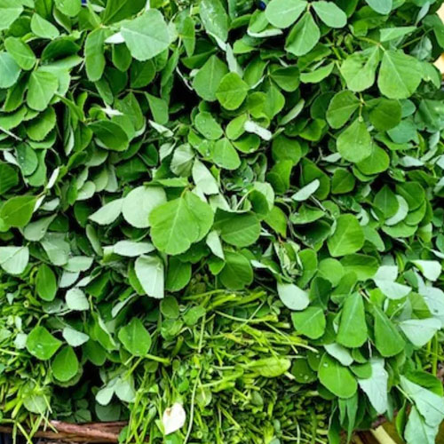 Kitchen Tips: सर्दियों में खा रही हैं साग, तो बनाते समय न करें ये गलतियां