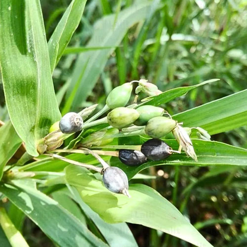 श्री कृष्ण को प्रिय है वैजयंती माला, जानिए पौधा लगाने का तरीका