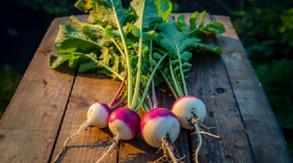 कैलोरी कम, लेकिन पोषण भरपूर ! सर्दियों में अपनी डाइट में जरूर शामिल करें शलगम