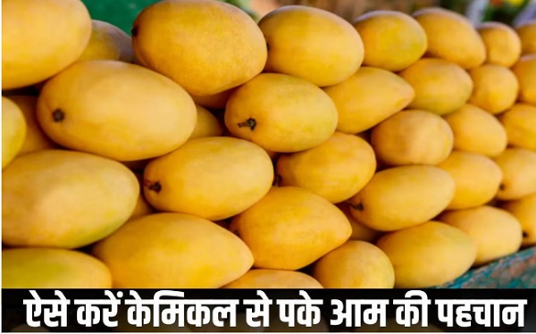 शुरू हो गया है आम का सीजन, इस तरह करें केमिकल वाले आमों की पहचान