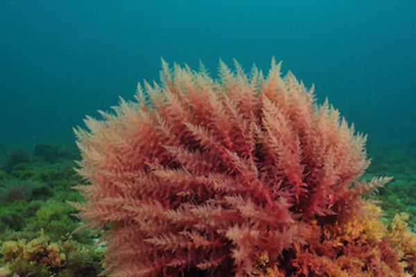 समुद्री लाल शैवाल कोरोना के खिलाफ हो सकता है मददगार