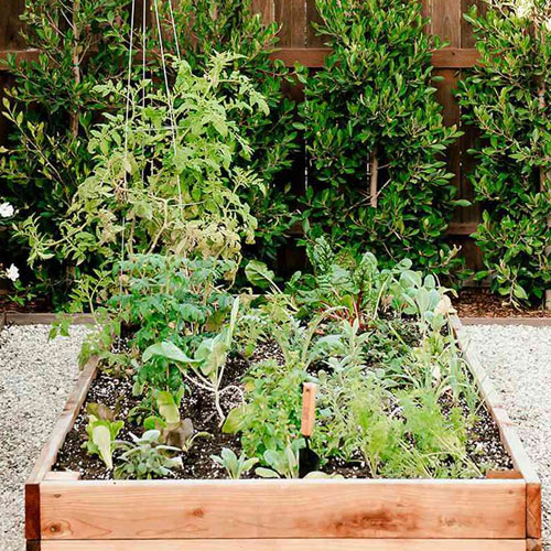 सर्दियों में घर पर कर सकती हैं मिनी फार्मिंग, उगाएं हेल्दी सब्जियां