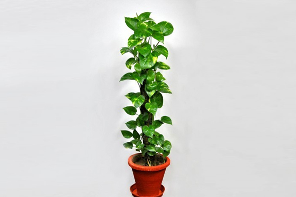 पैसों का पौधा माना जाता है मनी प्लांट, वास्तु के अनुसार ही लगाए यह पौधा 