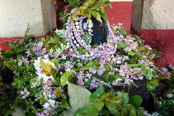सावन में भगवान शिव को चढ़ाएं आक का फूल, प्रसन्न होते हैं भोलेनाथ
