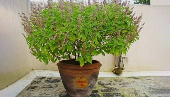 तुलसी को सूखने से बचाएं और ऐसे बनाएं घना, कुछ अनसुने और असरदार तरीके