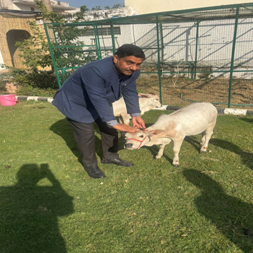 गाय के सेवा करने पर आपकी सेहत के लिए देती है अमृत,हर रोग का नाशक है गाय से प्राप्त उत्पाद