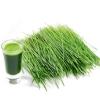 Wheat grass के Health के लिए 7 कमाल के लाभ 