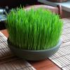 Wheat grass के Health के लिए 7 कमाल के लाभ 