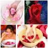 Health,Beauty के लिए गुलाबजल के 8 Uses