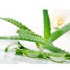 घर का डॉक्टर Aloe vera 