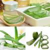 घर का डॉक्टर Aloe vera 