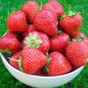 स्ट्रॉबेरी कमाल के लाभ 