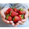 स्ट्रॉबेरी कमाल के लाभ 