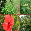घर में इन 8 पौधों को लगाने से आती है सुख शांति