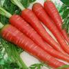 सेहत के लिए लाभकारी गाजर