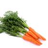 सेहत के लिए लाभकारी गाजर 