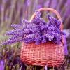 Lavender के स्वास्थ्यवर्धक लाभ 